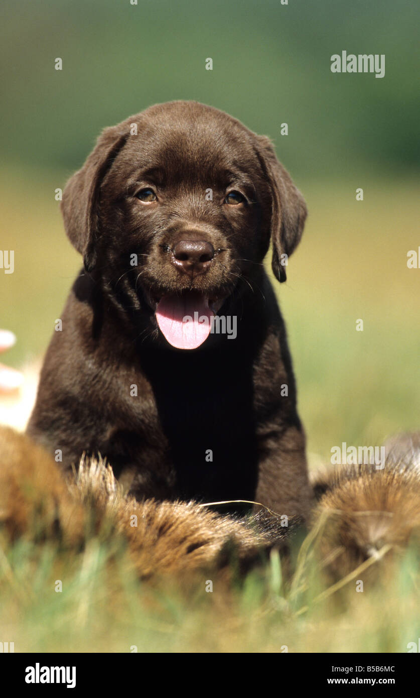 Labrador Retriever, labrador Chocolat (Canis lupus familiaris), puppy sitting sur la fourrure, frontal Banque D'Images