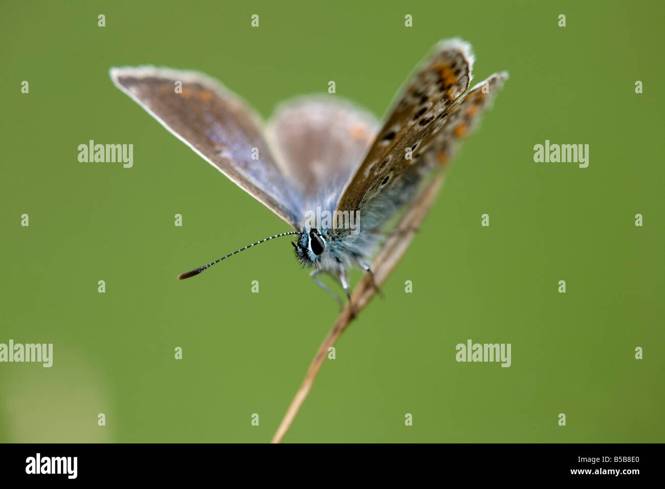 Papillon bleu commun Polyommatus icarus femelle Banque D'Images