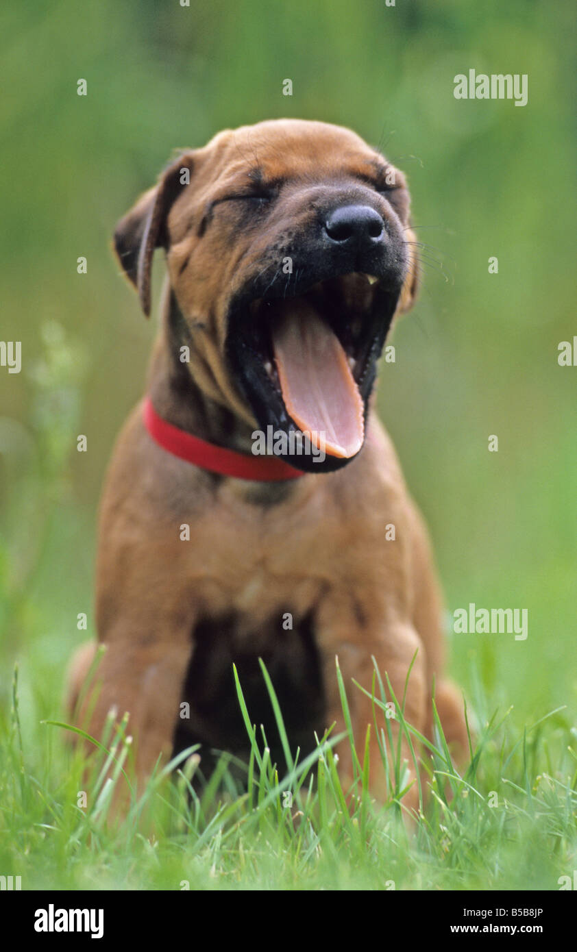 Canis lupus familiaris Rhodesian Ridgeback puppy le bâillement Banque D'Images