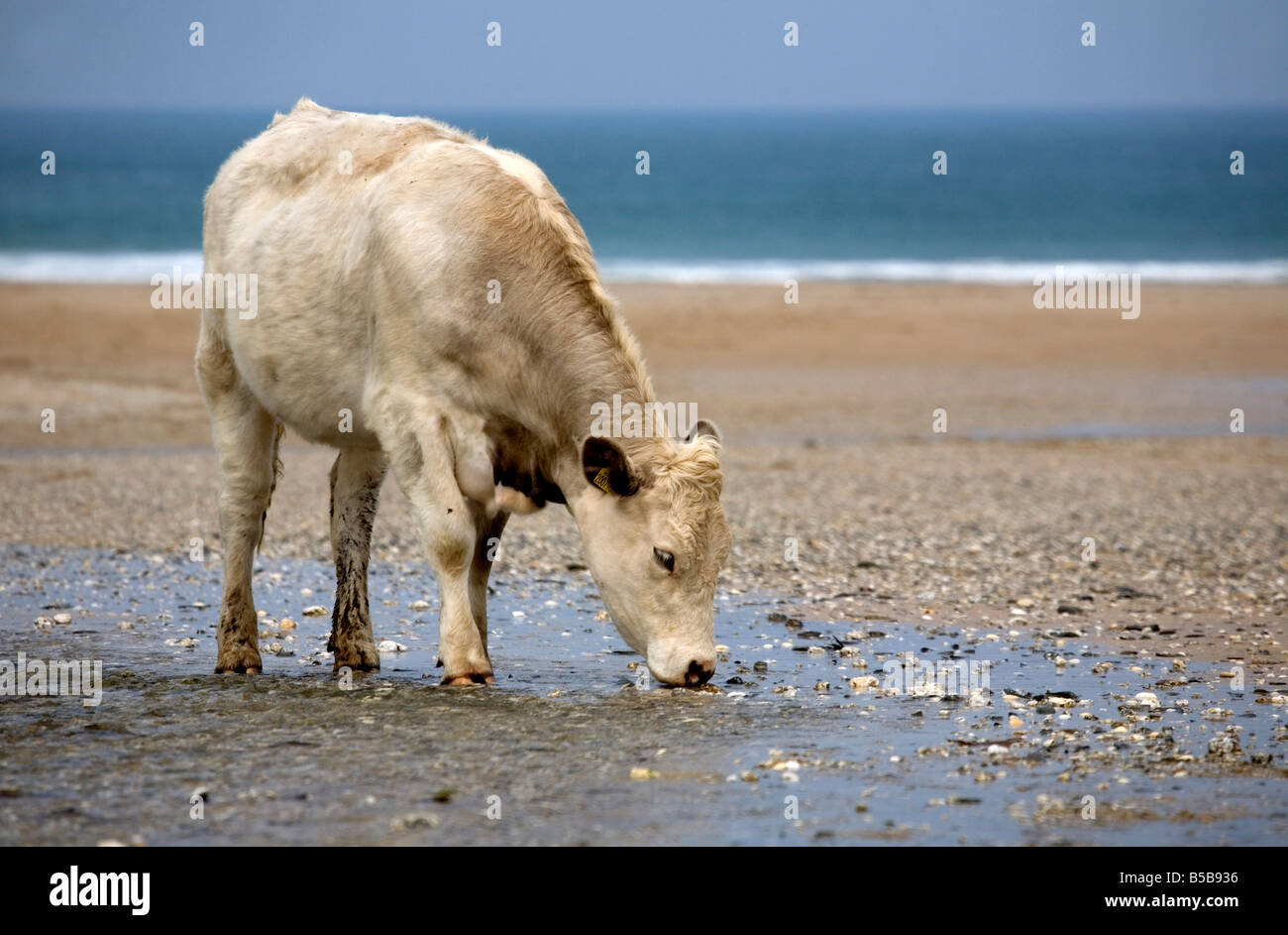 Vache sur la plage à Polly Joke Cornwall Banque D'Images