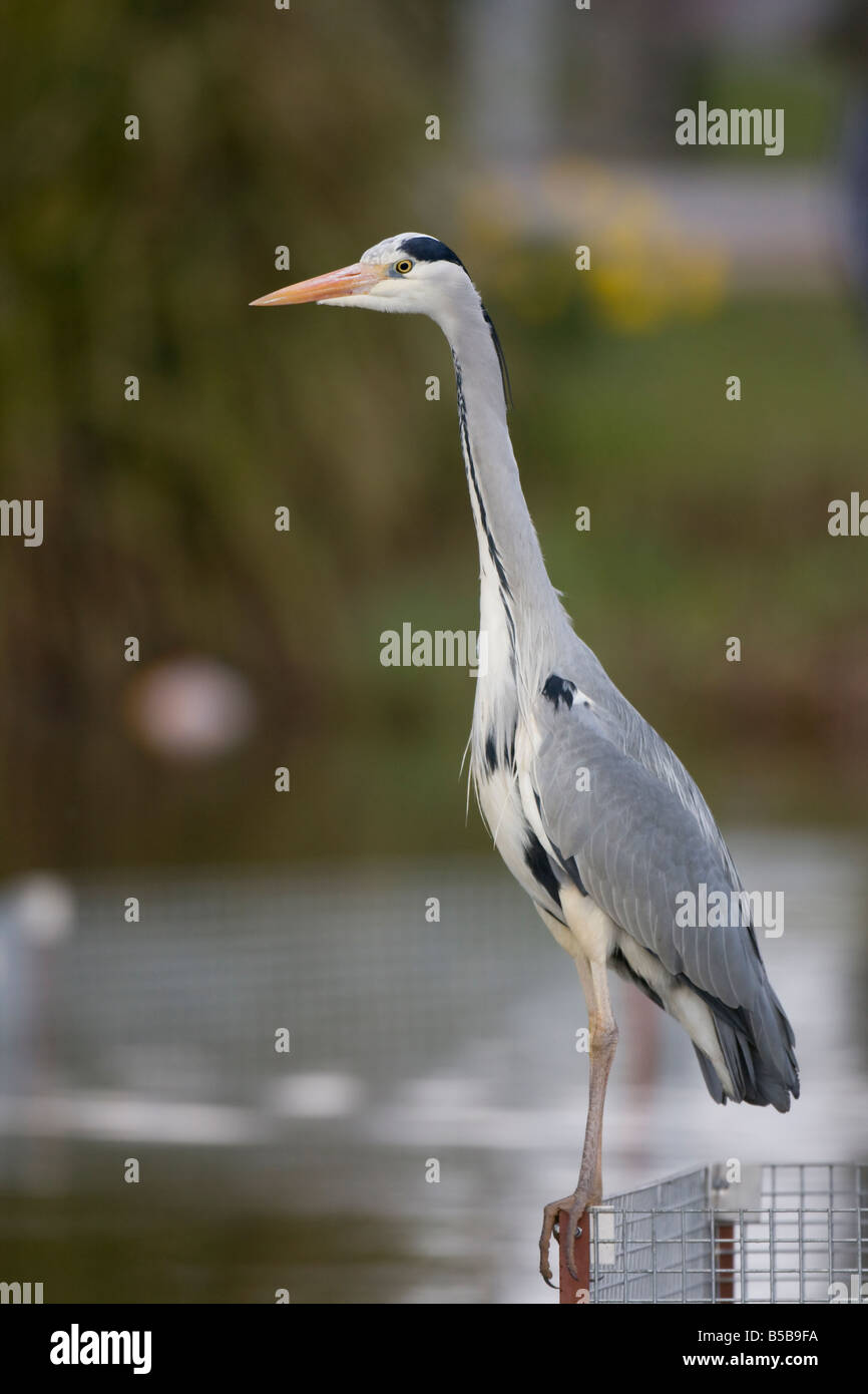 Héron cendré Ardea cinerea adultes patiemment debout sur une clôture en regardant l'eau pour les proies dans le Worcestershire. Banque D'Images