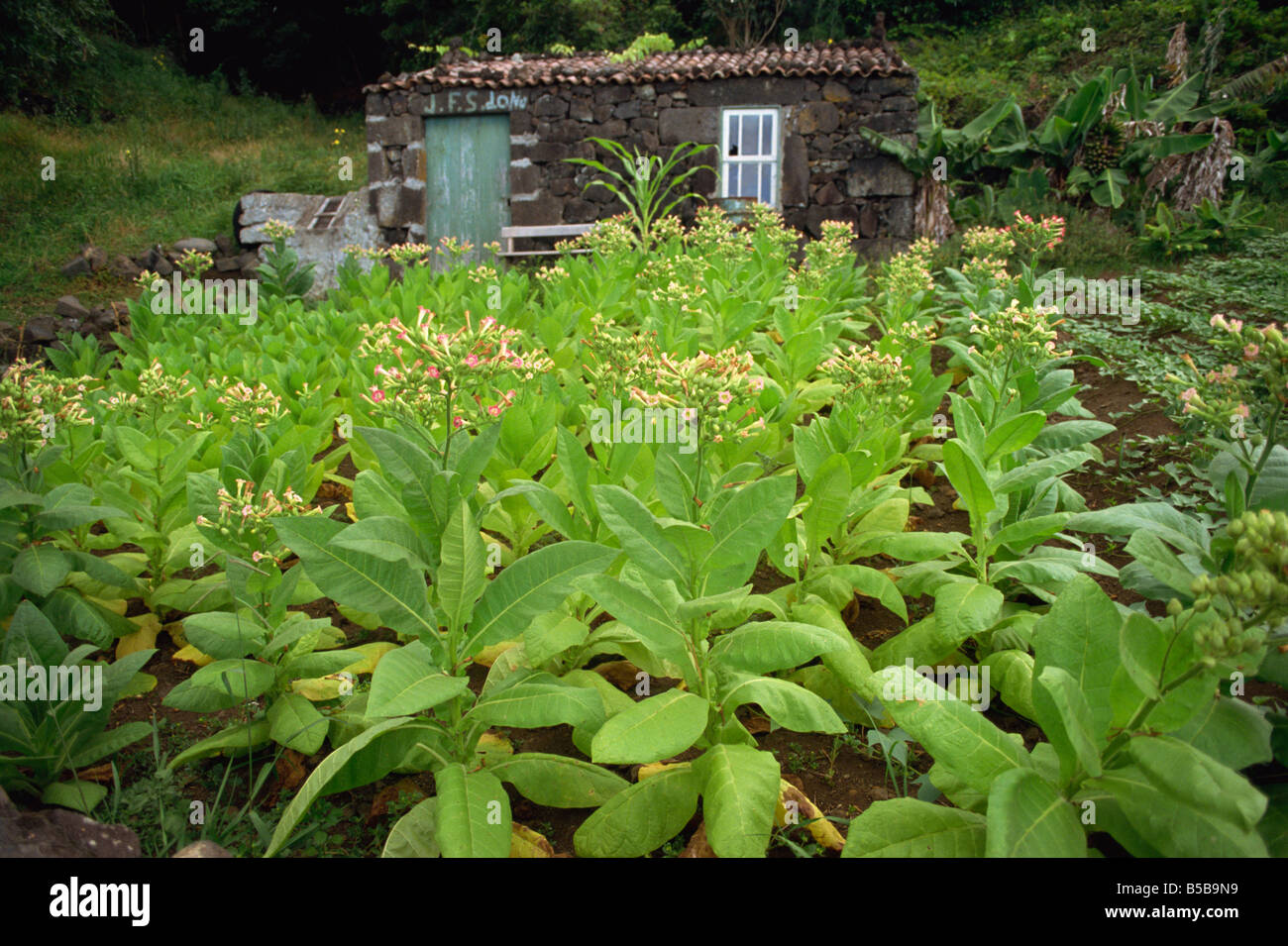 Cottage en pierre et des récoltes de Sao Joao Pico Açores Portugal Europe Banque D'Images