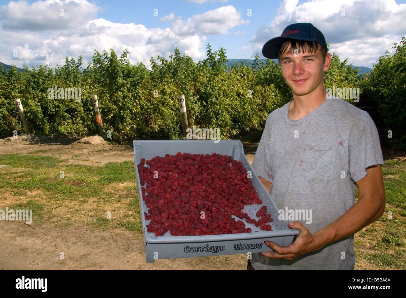 La récolte de framboises sur une ferme dans le comté de Whatcom Washington Banque D'Images