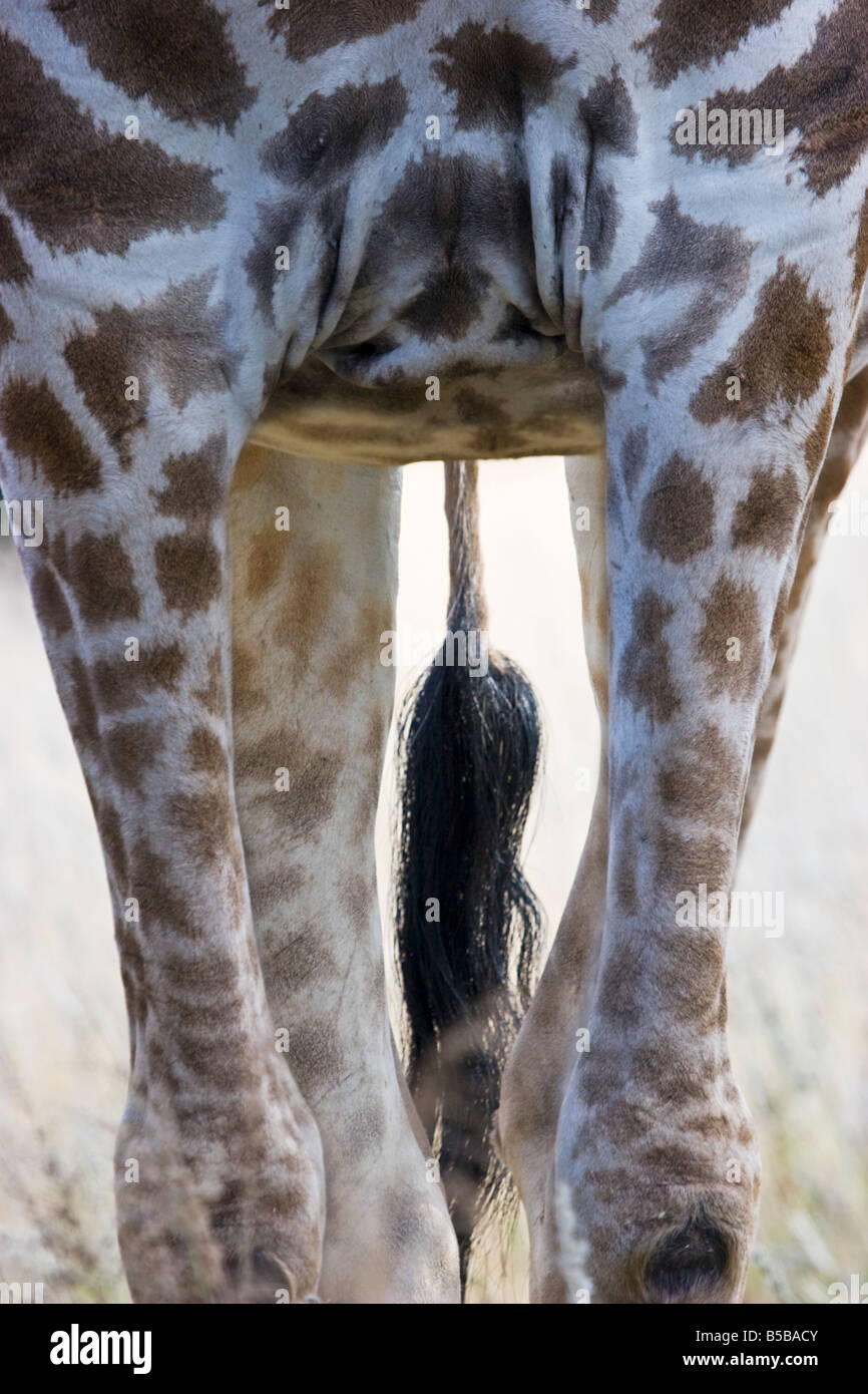 Détail d'une Girafe (Giraffa camelopardalis) dans le parc national d'Etosha, Namibie Banque D'Images