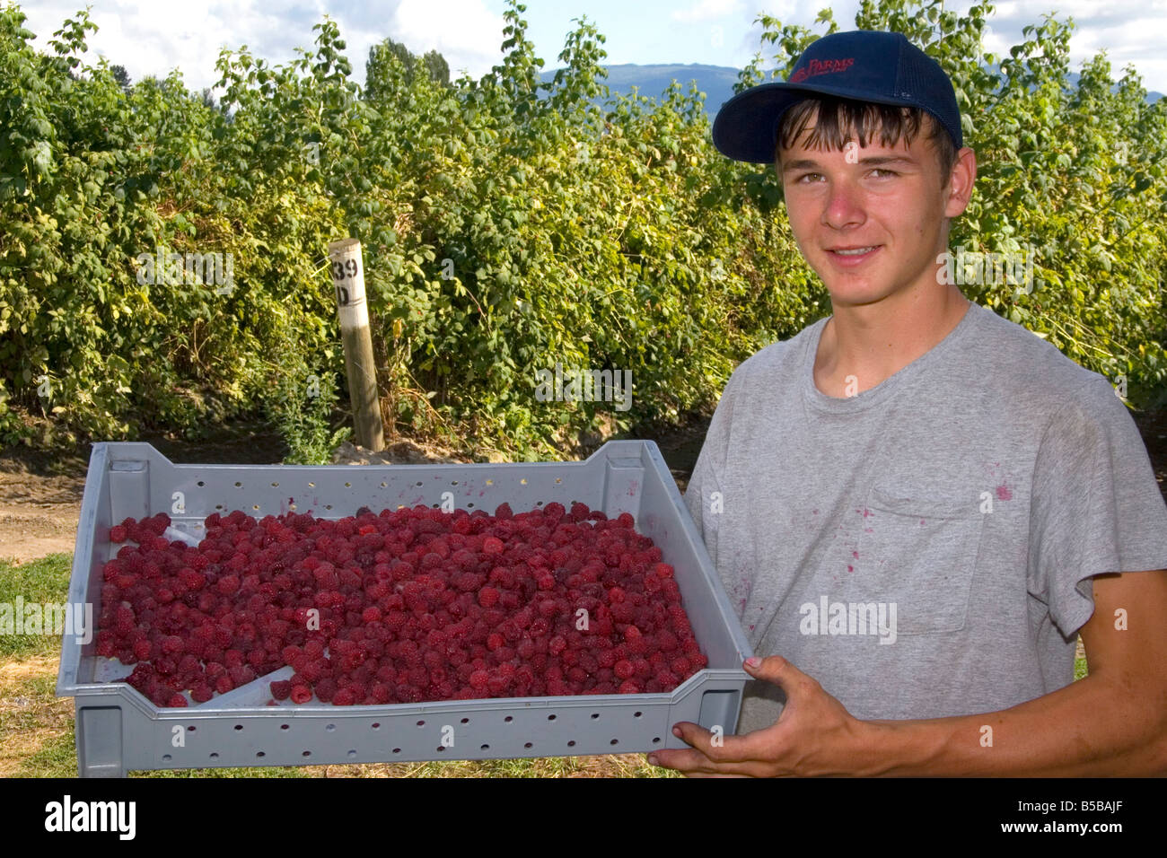 La récolte de framboises sur une ferme dans le comté de Whatcom Washington Banque D'Images