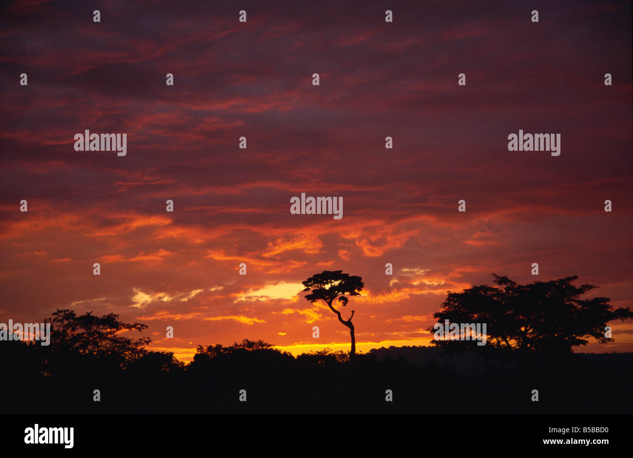 Silhouette d'arbres africains au lever de l'Ouganda en Afrique de l'Afrique Banque D'Images