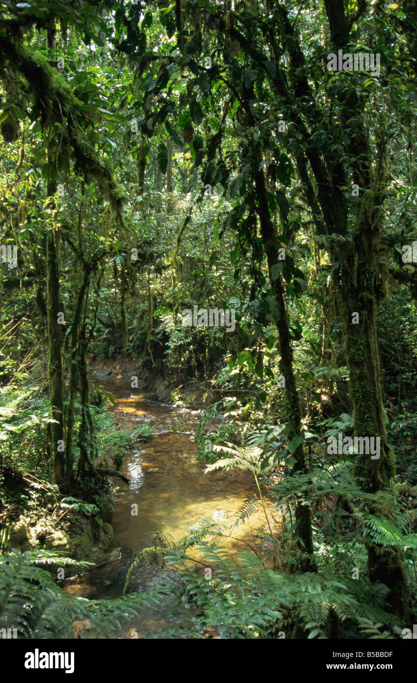 Forêt tropicale dense avec des fougères et mousses à côté d'un ruisseau l'Ouganda Afrique Afrique de l'Est Banque D'Images