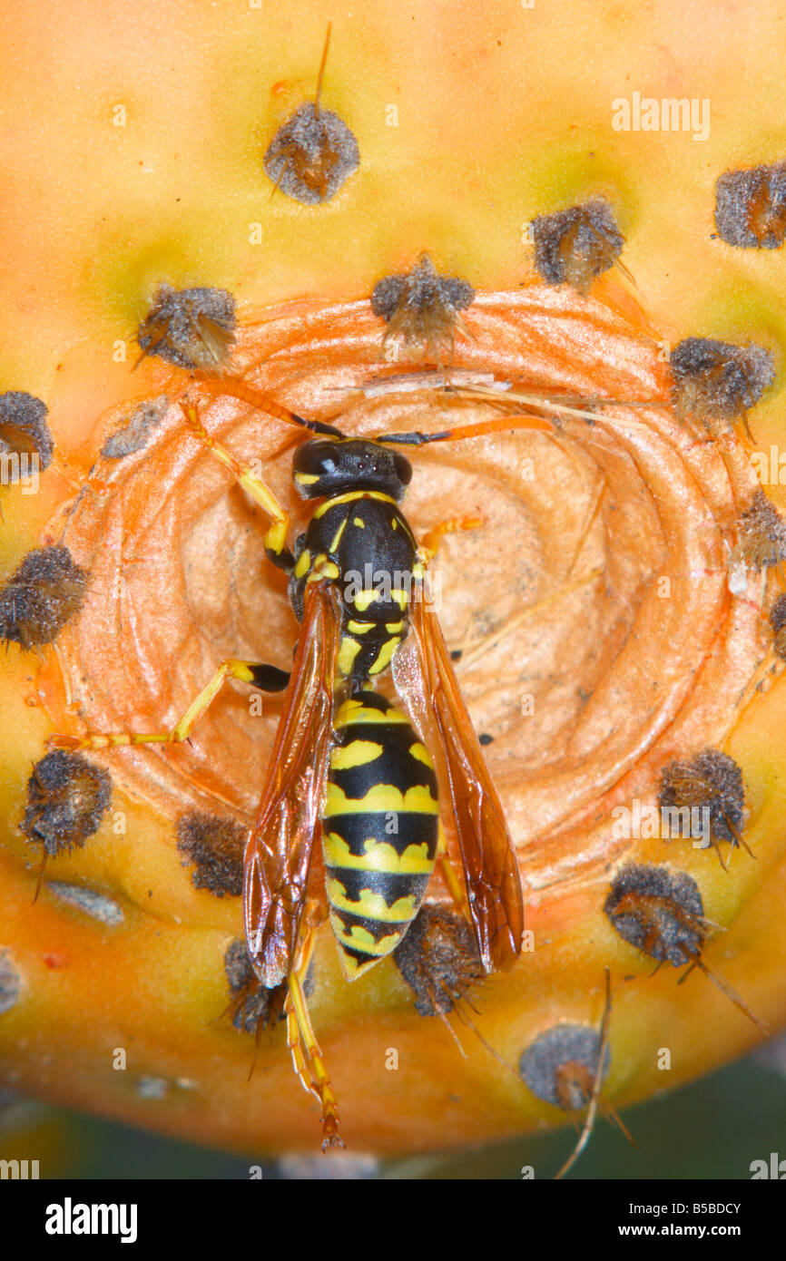 Guêpe Polistes gallicus (papier) nettoyage lui-même sur un figuier-poire, (Opuntia ficus-indica). Banque D'Images