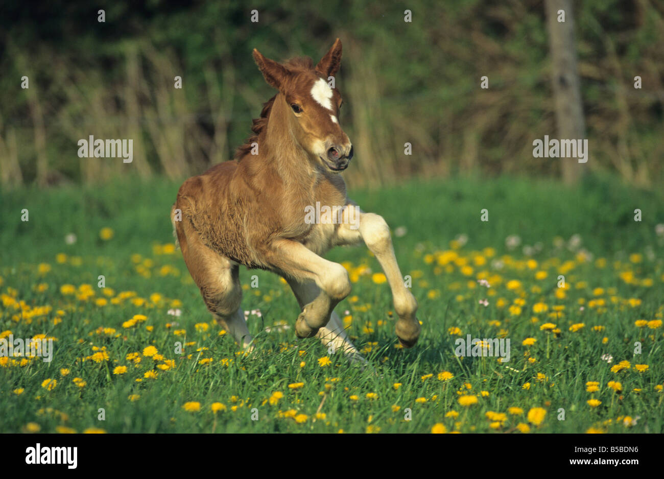 Coldblood Schwarzwaelder (Equus caballus), poulain de galoper sur une prairie en fleurs Banque D'Images