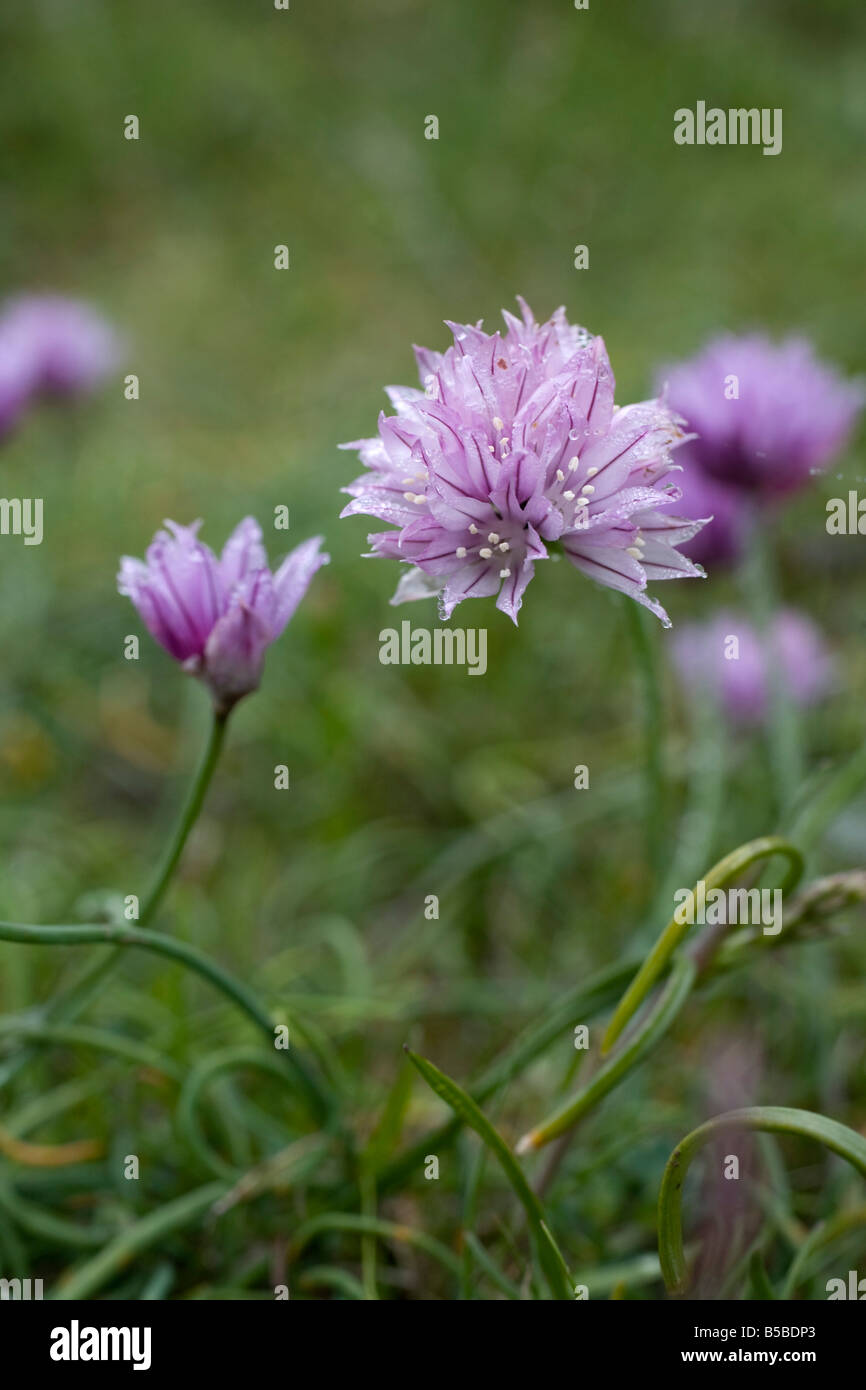 La ciboulette sauvage Allium schoenoprasum Cornwall Banque D'Images