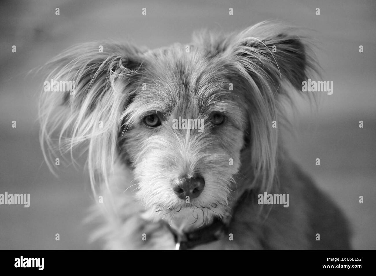 Mignon, doux, inhabituel chien k9 dans une posture détendue avec des oreilles adorables tout en étant alerte et attrayant comme le meilleur ami de l'homme Banque D'Images