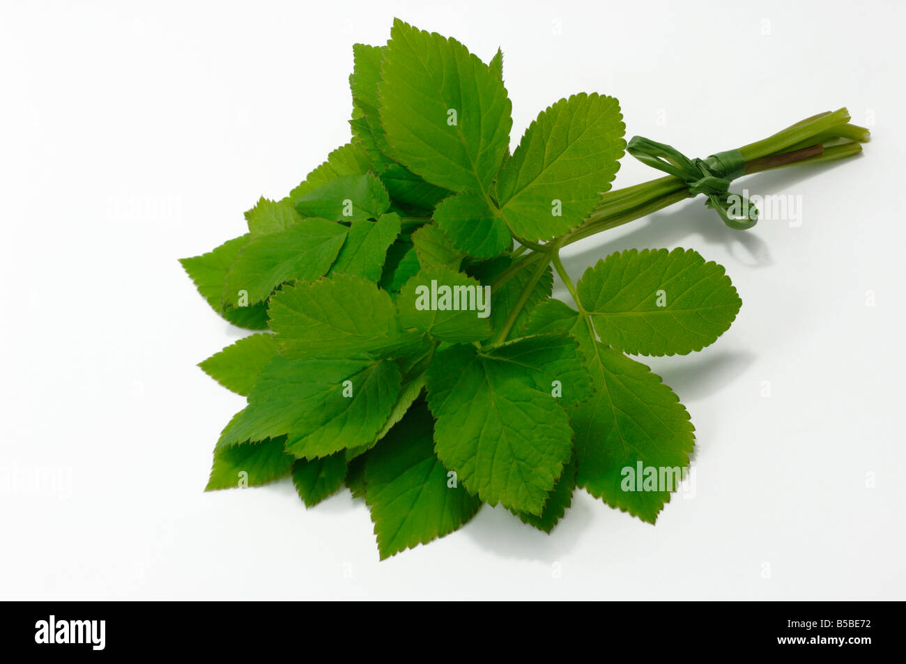 Sol Ancien (Aegopodium podagraria), paquet de feuilles, studio photo Banque D'Images