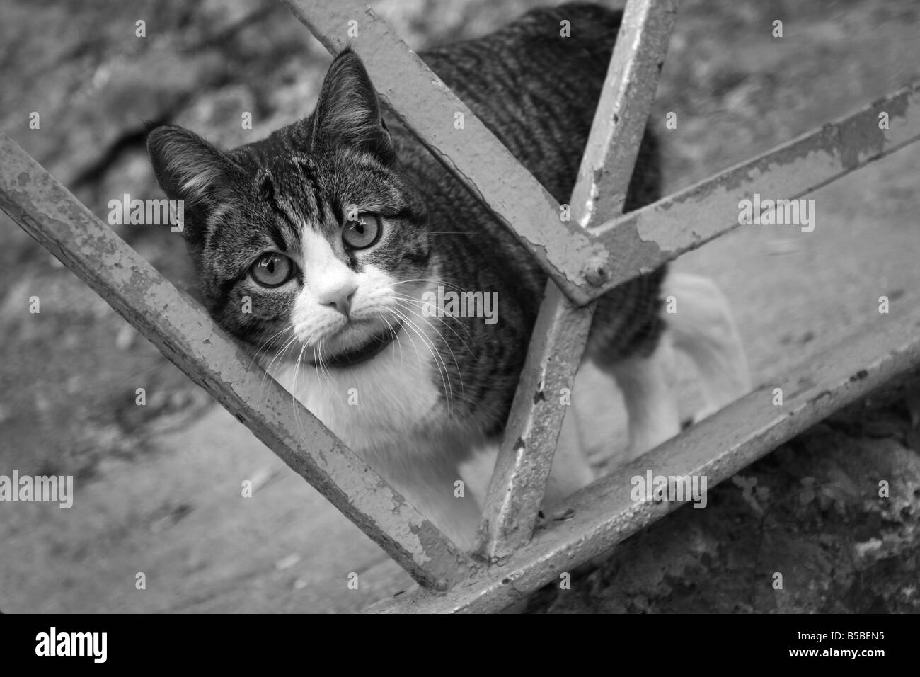 Une photographie en noir et blanc d'un chat derrière les barreaux Banque D'Images