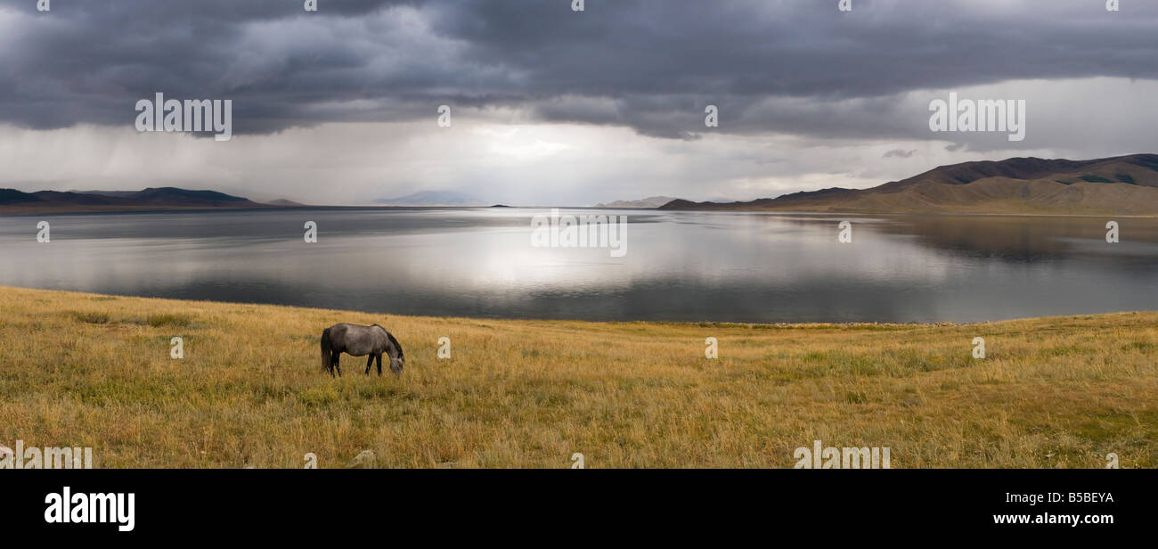 Le pâturage de chevaux gris à White Lake, la Mongolie. Photo prise juste avant un orage. Banque D'Images