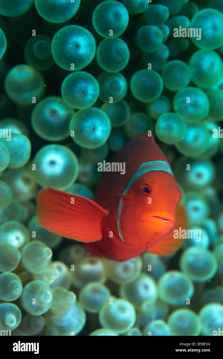 Poissons clowns (Amphiprion) sont en symbiose avec les anémones, Gizo, Îles Salomon, Pacific Banque D'Images