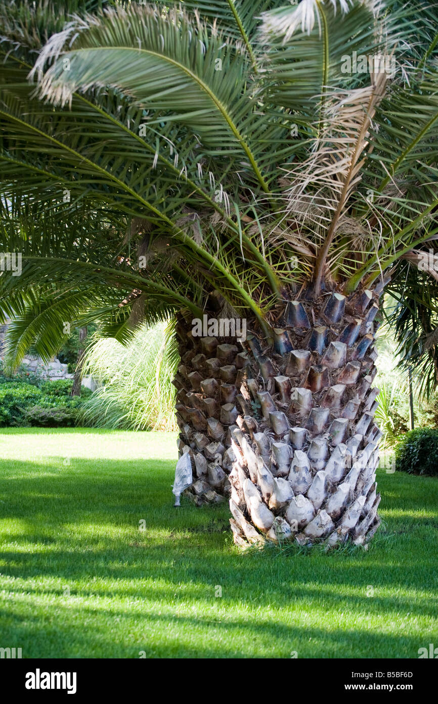 Dans un jardin de palmiers, Bodrum, Turquie Banque D'Images