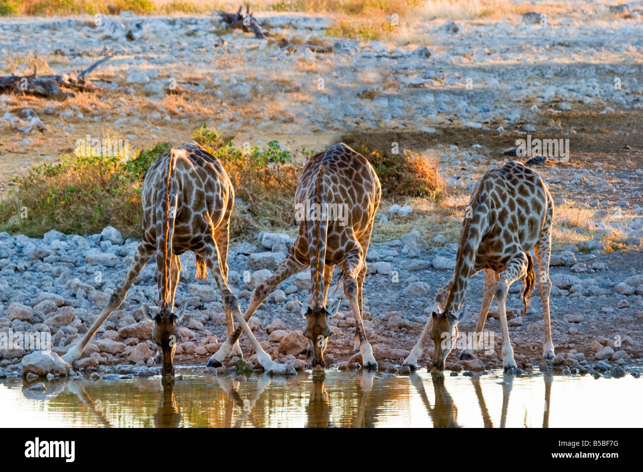 Trois girafes (Giraffa camelopardalis) Boire à Etosha National Park, Namibie Banque D'Images