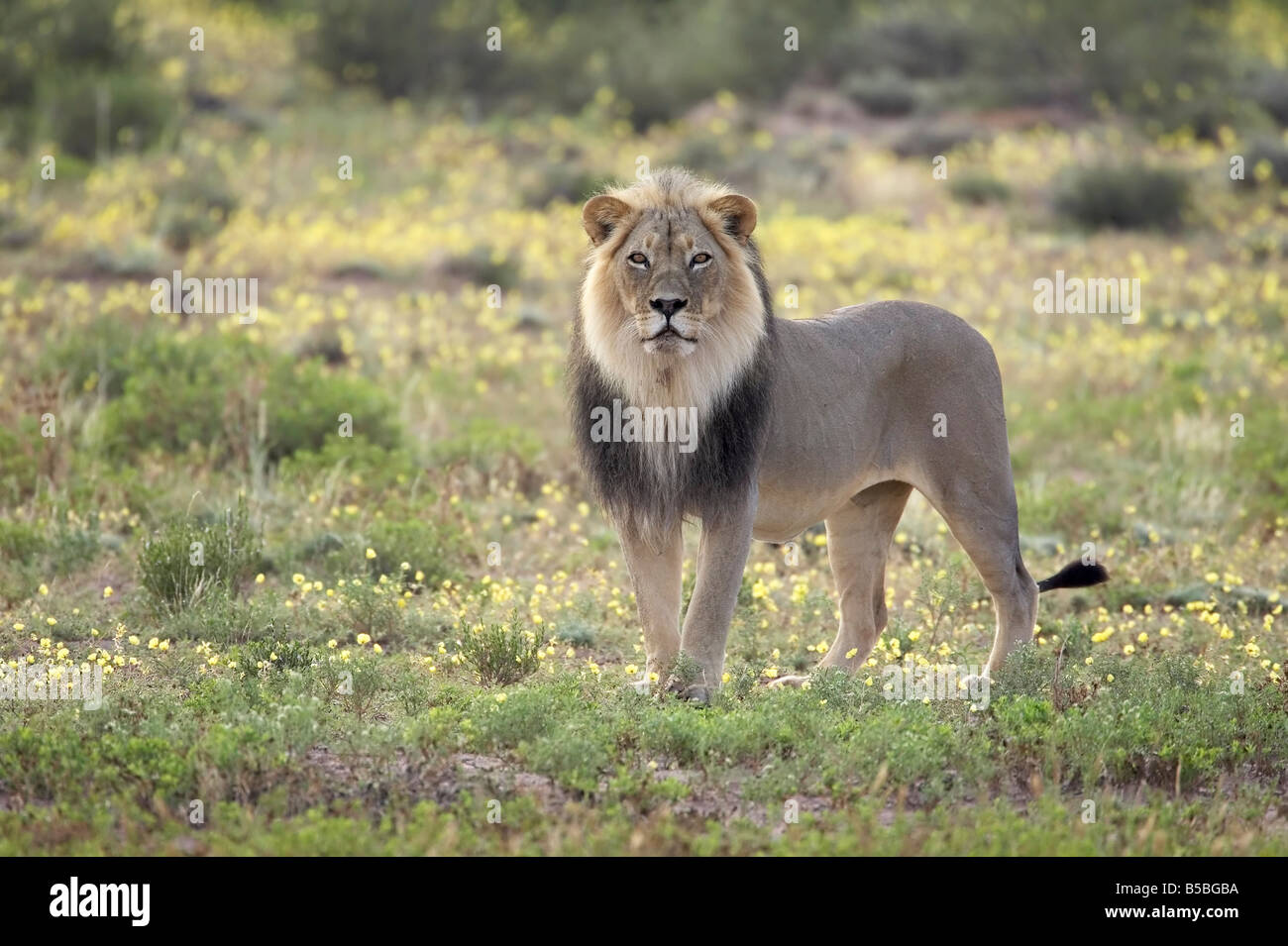 Lion debout parmi les fleurs sauvages jaunes, Kgalagadi Transfrontier Park, Northern Cape, Afrique du Sud Banque D'Images