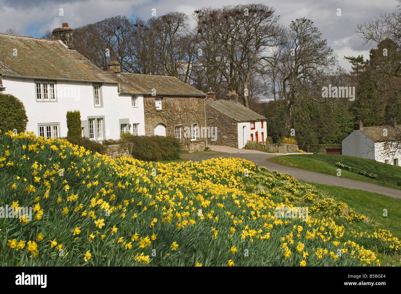 Rives de jonquilles dans village en pays Askham Wordsworth, Lake District, Cumbria, Angleterre, Europe Banque D'Images