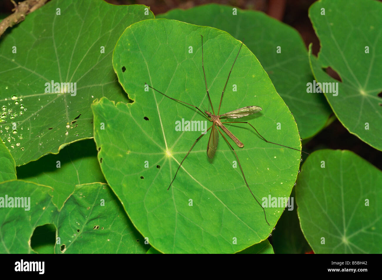 Tipula paludosa tipule Devon, Angleterre Royaume-Uni Europe Banque D'Images