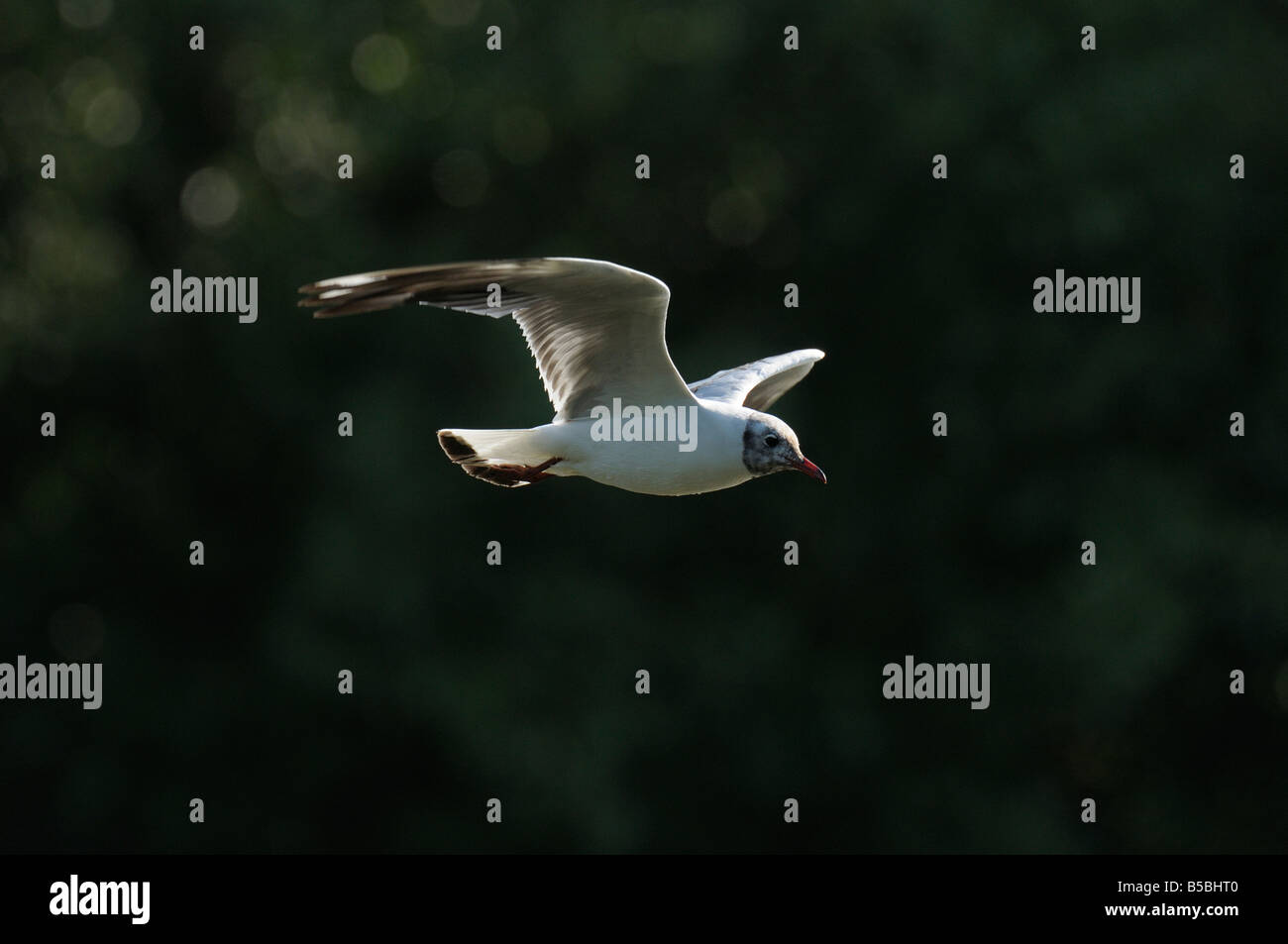 Mouette en vol Banque D'Images