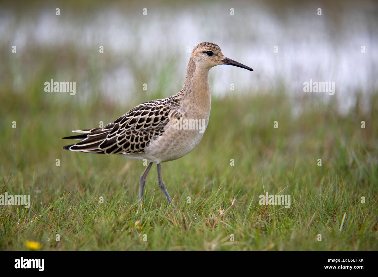 Ruff Philomachus pugnax Banque D'Images