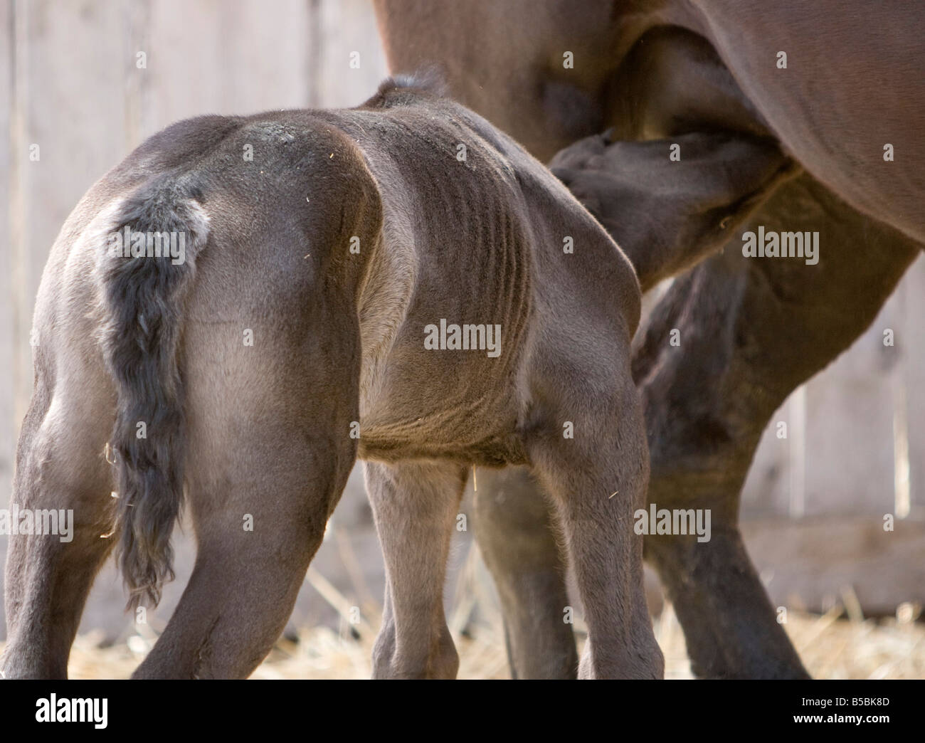 Poulain Percheron soins infirmiers de sa mère. Banque D'Images