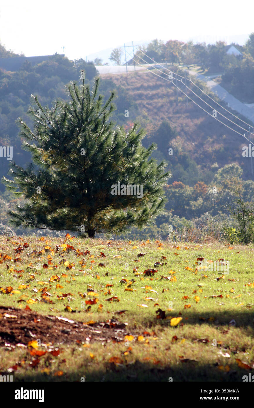 Lignes électriques sur les collines de Branson Missouri Banque D'Images