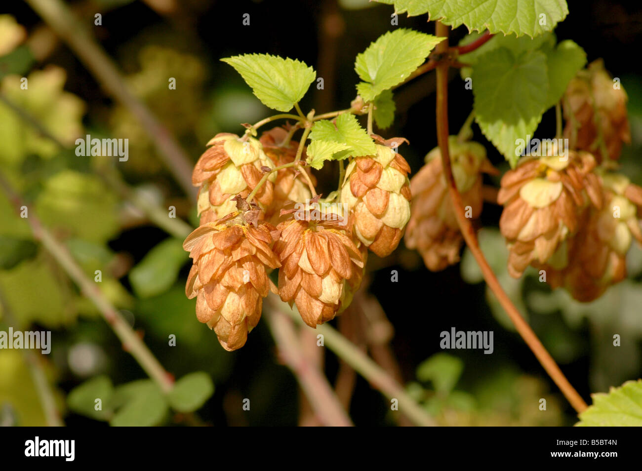 Sur le houblon Humulus lupulus - vigne Banque D'Images