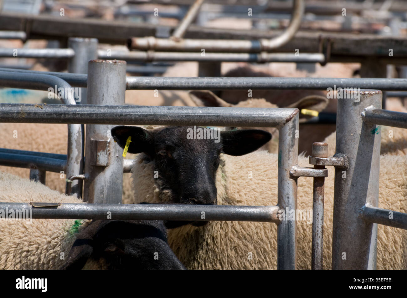 Marché de l'élevage de moutons - en attente de vente Banque D'Images