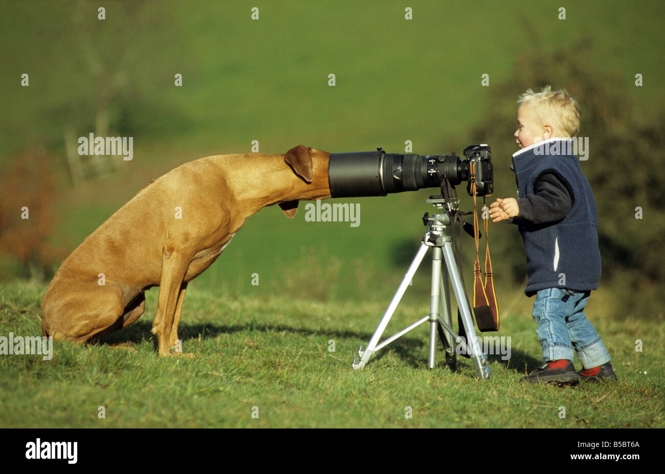 Le Rhodesian Ridgeback (Canis lupus familiaris). Jeune garçon tente de prendre une photo d'un chien adulte Banque D'Images