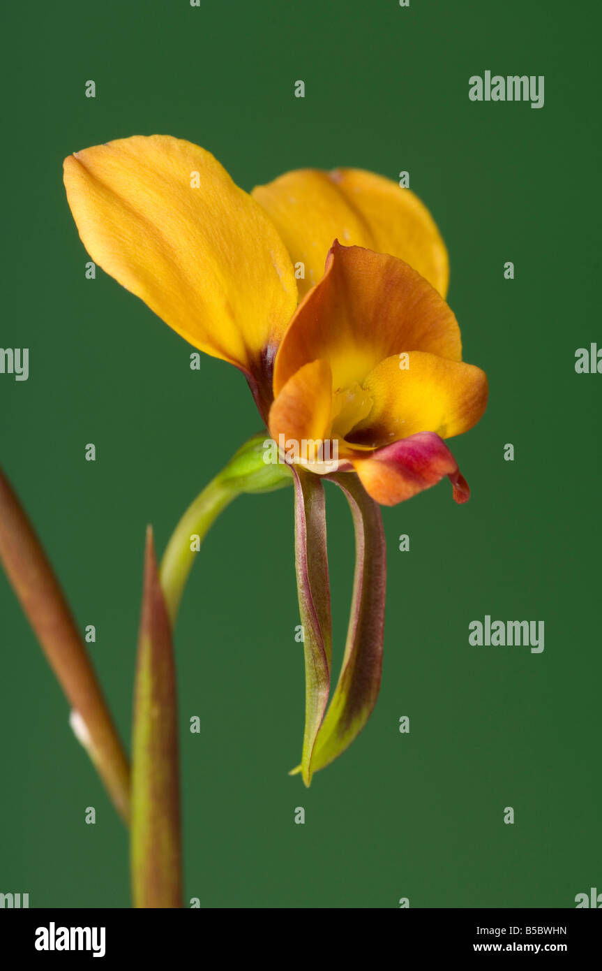 Âne australienne ou d'orchidées orchidée Wallflower, une des nombreuses orchidées terrestres trouvés en Australie Banque D'Images