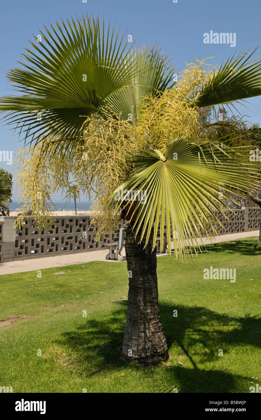 Jeune palmier, genre Washingtonia Robusta, en fleurs Photo Stock - Alamy
