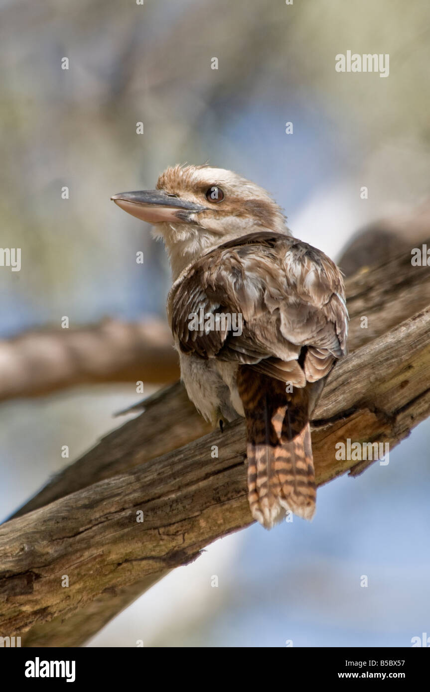 Laughing Kookaburra Dacelo novaeguineae, Australie du Sud, Banque D'Images