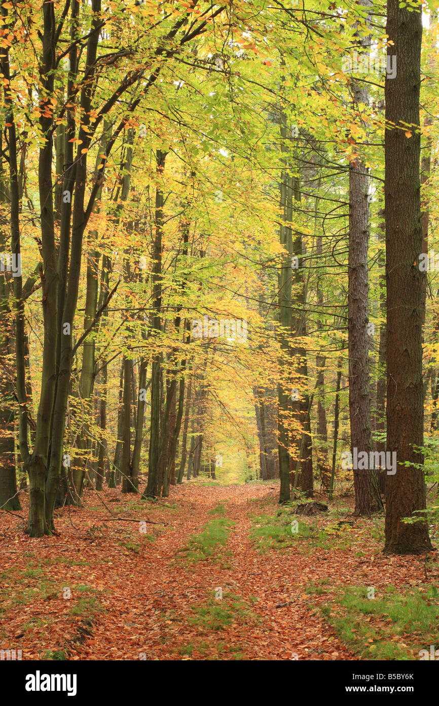 La façon forêt d'automne Banque D'Images