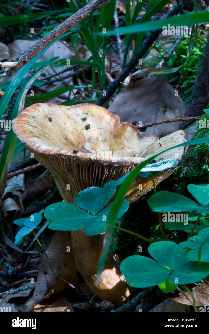 L'hygrophoropsis aurantiaca est souvent confondu avec Chanterell e légèrement toxiques, Banque D'Images