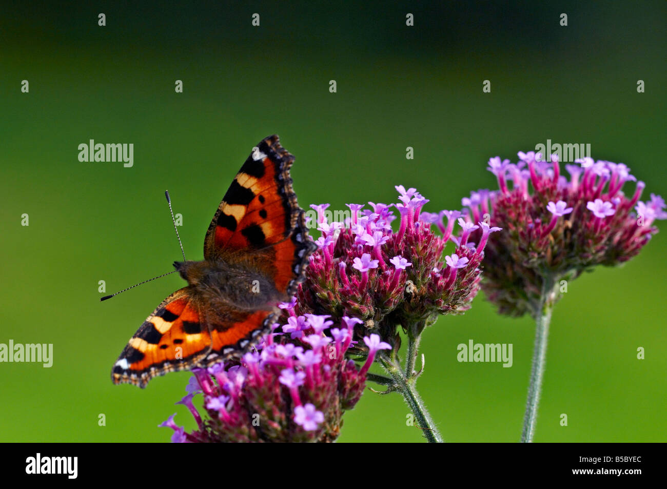 'Small' écaille papillon sur une verveine bonariensis Banque D'Images