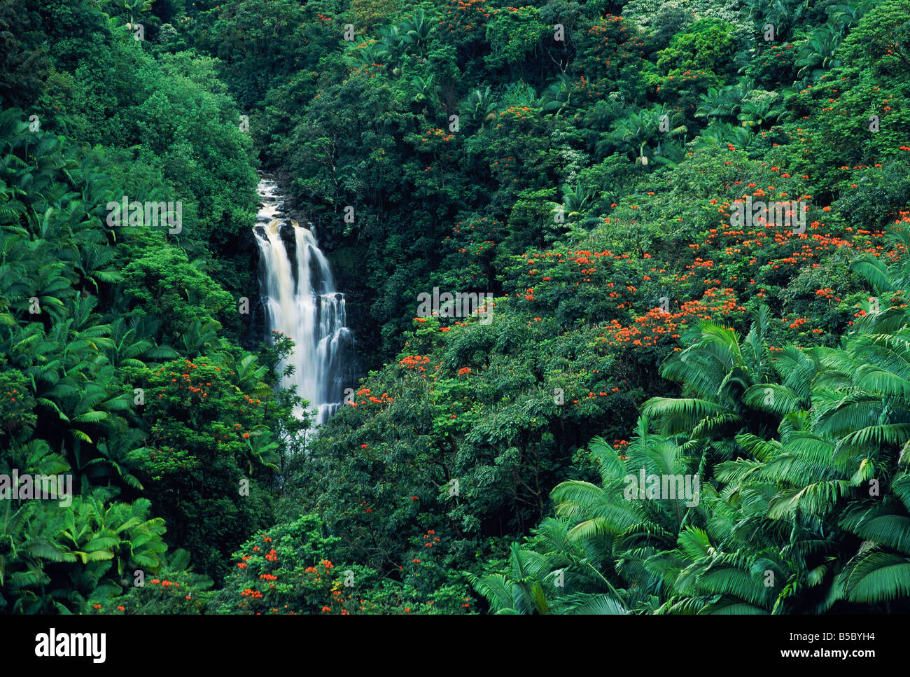 Nanue Falls Hamakua Coast Island of Hawaii Banque D'Images