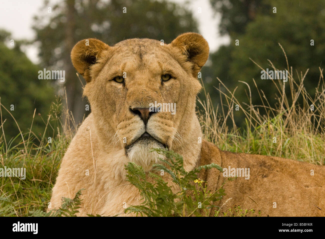 Lion africain panthera leo Banque de photographies et d’images à haute — free download