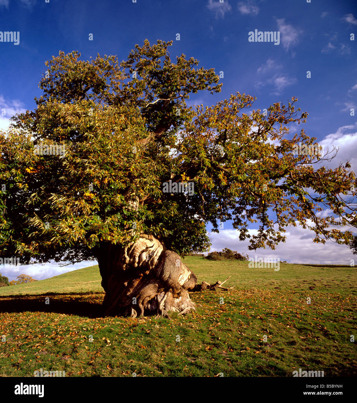 Gnarly antique sweet chestnut tree. Castanea sativa, Kent, Angleterre, Royaume-Uni. Banque D'Images