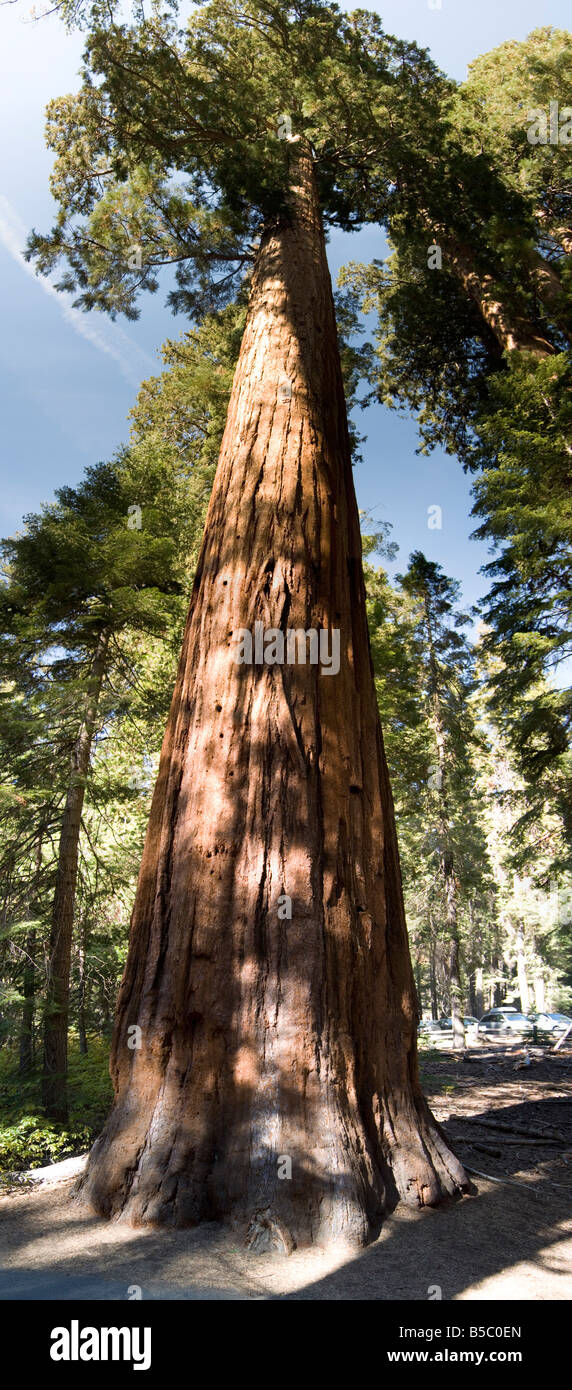 Un énorme séquoia géant se dresse dans le Mariposa Grove, son épaisse écorce brun rougeâtre atteignant le ciel bleu et la forêt environnante. Banque D'Images