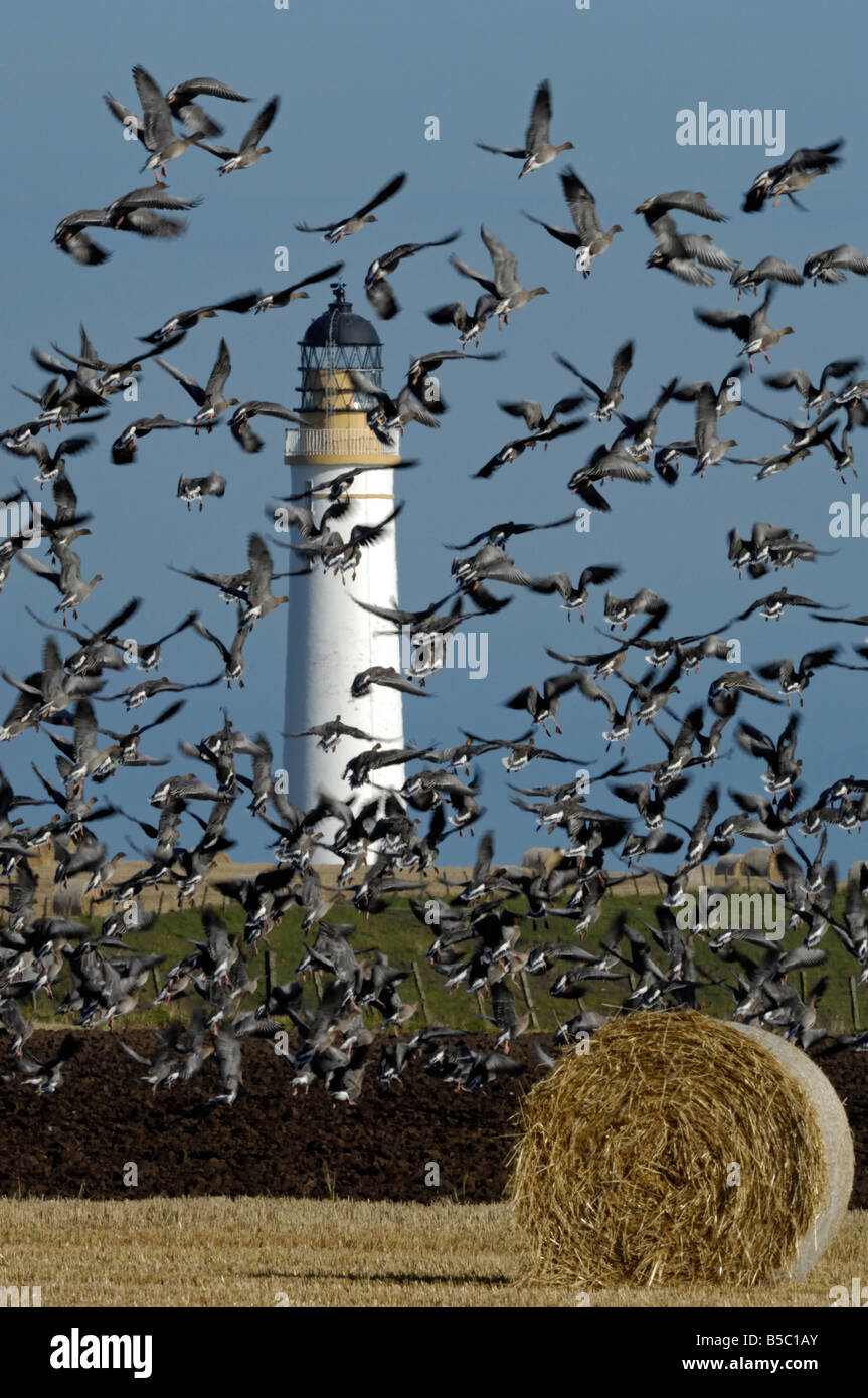 Oies à Scurdie rose Ness phare, Montrose, Angus, Scotland Banque D'Images