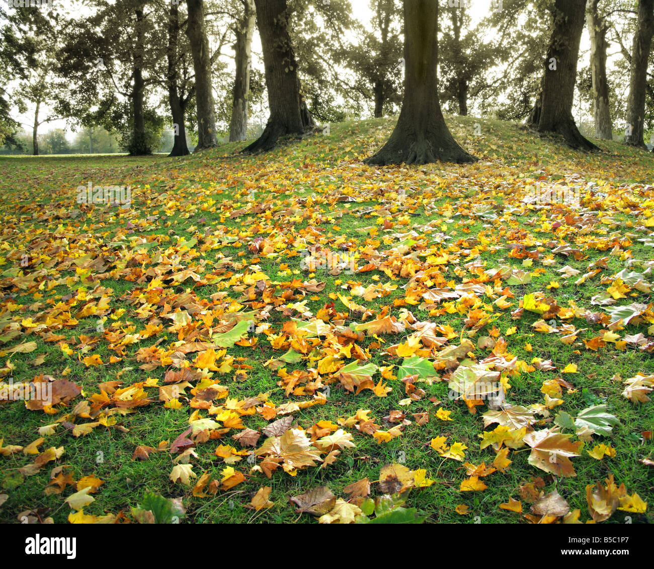 Go - GLOUCESTERSHIRE : Automne à Cheltenham Pittville Park Banque D'Images