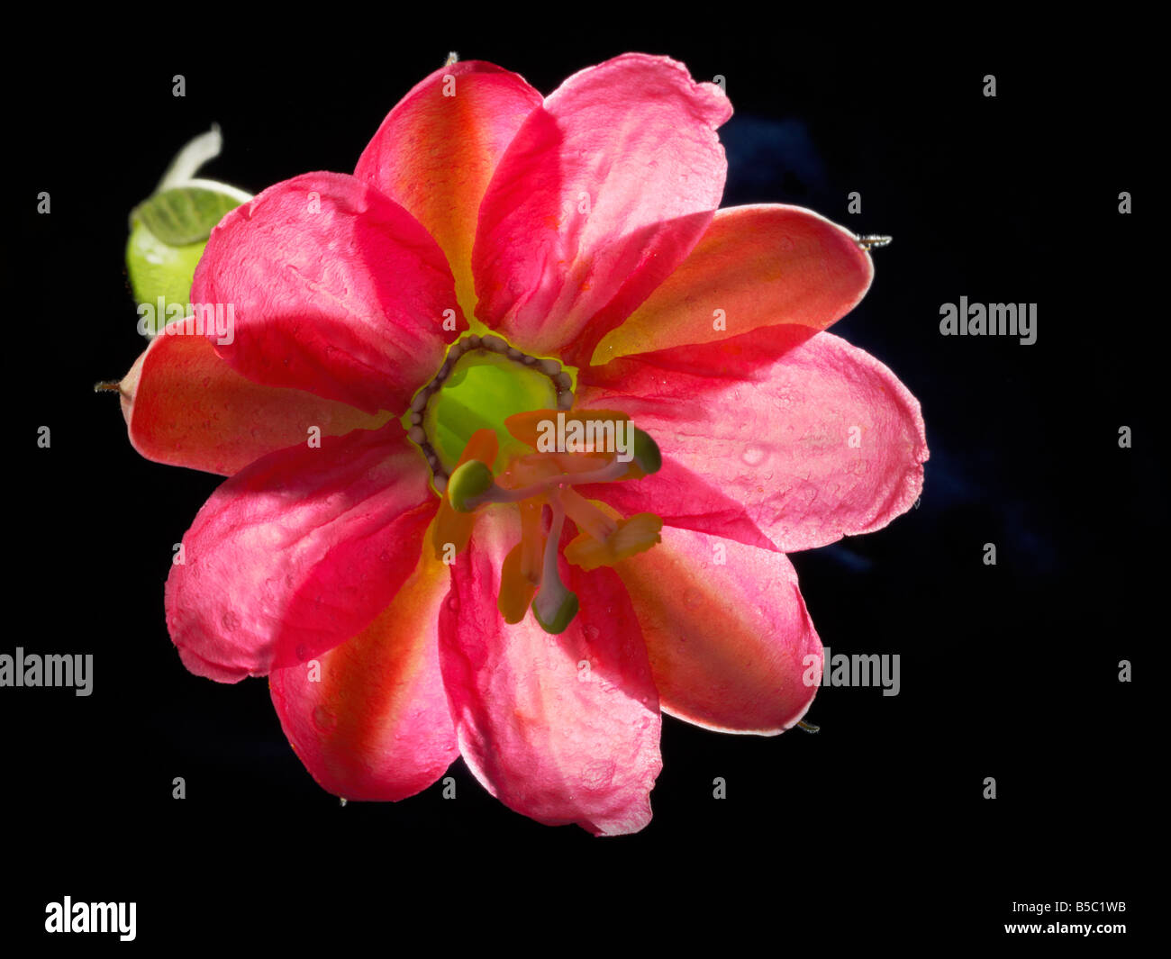 Passiflora Passion fruit rouge fleur fond noir description superbe couleur horizontal Banque D'Images