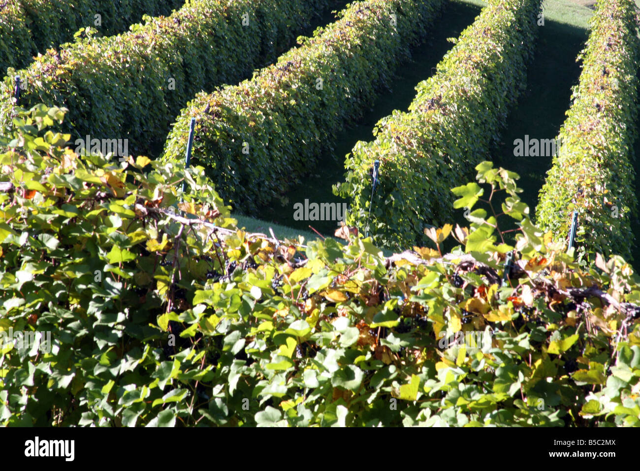Rangées de vignes sur les collines à la Stone Hill Winery Herman Missouri Banque D'Images