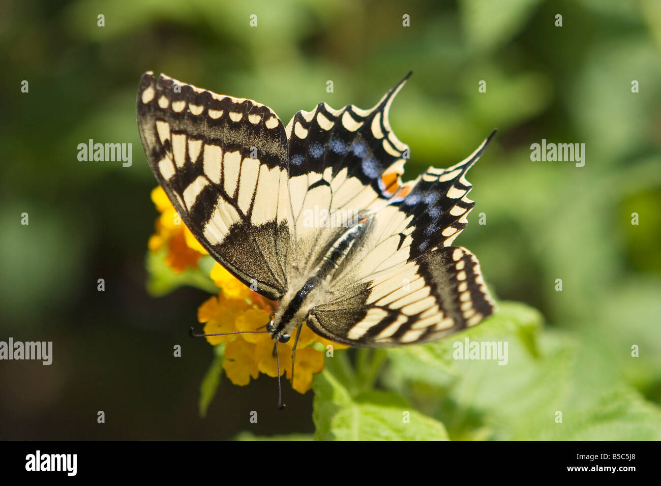 Papillon du machaon corse, Papilio hospiton, Sardaigne, Italie Banque D'Images