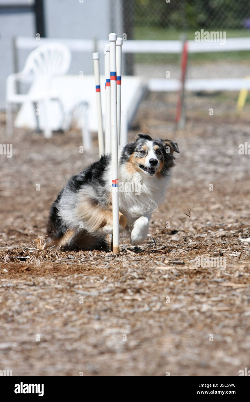 Berger Australien qui traverse weave poles d'agilité à un. Banque D'Images