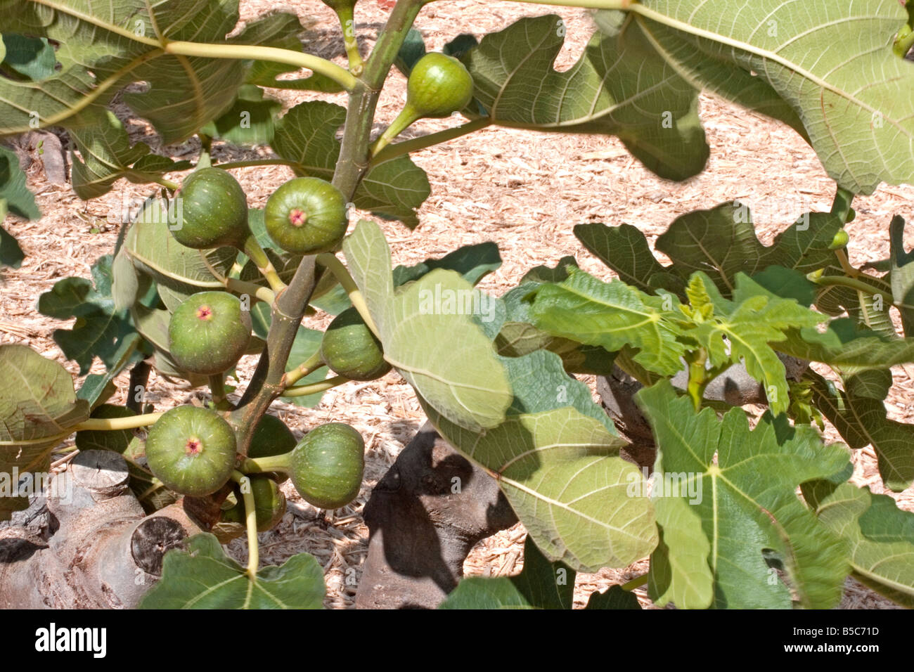 Figues vertes Banque D'Images