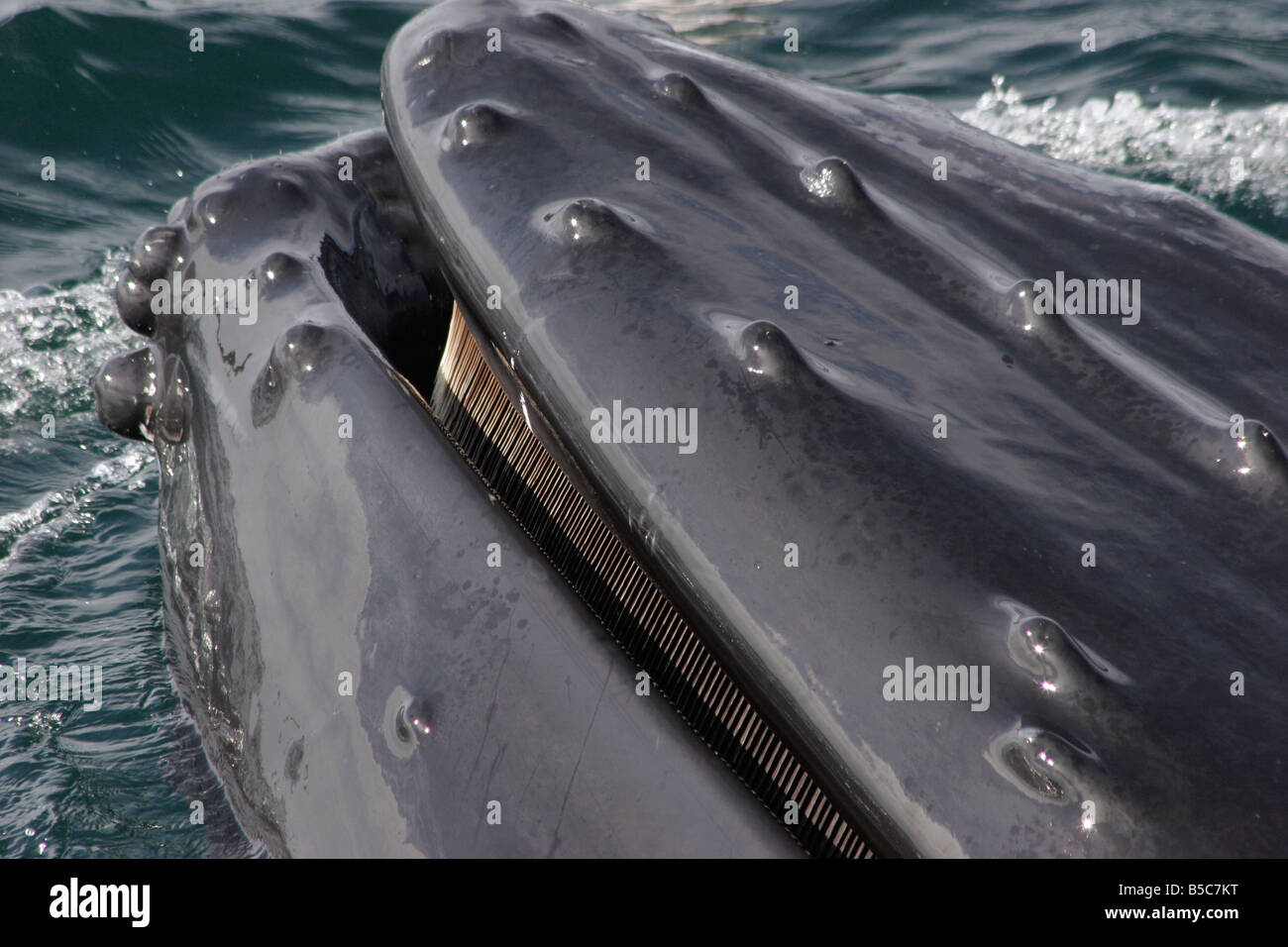 rorqual-a-bosse-bouche-ouverte-banque-de-photographies-et-d-images