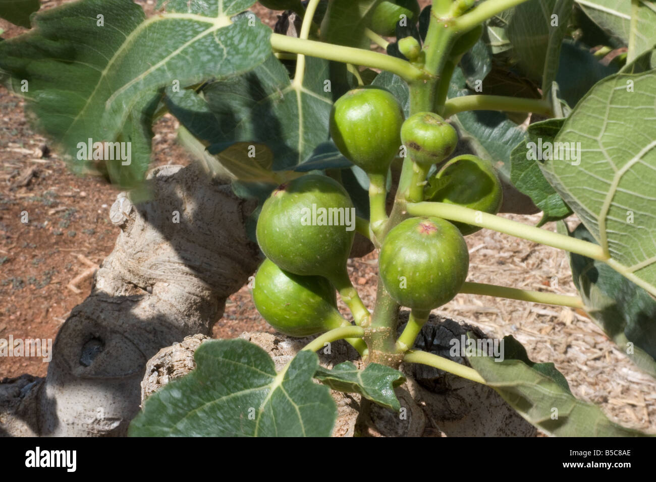 Figues vertes Banque D'Images